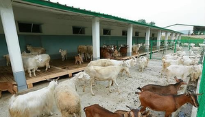 Russia sends hundreds of goats to North Korea amid deepening bilateral ties | Russia sends hundreds of goats to North Korea amid deepening bilateral ties Russia sends hundreds of goats to North Korea amid deepening bilateral ties | Russia sends hundreds of goats to North Korea amid deepening bilateral ties