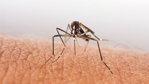 Dengue cases in the Philippines reach 136,161, with 364 deaths | Dengue cases in the Philippines reach 136,161, with 364 deaths Dengue cases in the Philippines reach 136,161, with 364 deaths | Dengue cases in the Philippines reach 136,161, with 364 deaths