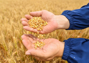 ASEAN, BRICS members discuss food security in Singapore | ASEAN, BRICS members discuss food security in Singapore ASEAN, BRICS members discuss food security in Singapore | ASEAN, BRICS members discuss food security in Singapore