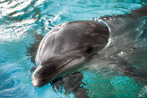 Cambodia records 3rd rare Mekong river dolphin death in gillnet in 2024 | Cambodia records 3rd rare Mekong river dolphin death in gillnet in 2024 Cambodia records 3rd rare Mekong river dolphin death in gillnet in 2024 | Cambodia records 3rd rare Mekong river dolphin death in gillnet in 2024