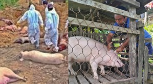 ASF outbreak unabated in Mizoram - over 28,350 pigs killed or culled | ASF outbreak unabated in Mizoram - over 28,350 pigs killed or culled ASF outbreak unabated in Mizoram - over 28,350 pigs killed or culled | ASF outbreak unabated in Mizoram - over 28,350 pigs killed or culled