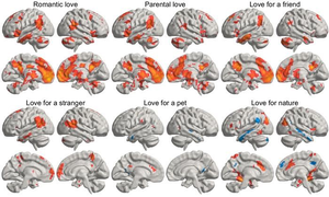 Scientists reveals how love lights up different parts of human brain | Scientists reveals how love lights up different parts of human brain Scientists reveals how love lights up different parts of human brain | Scientists reveals how love lights up different parts of human brain