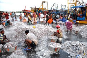 Centre allocated Rs 3,490 crore for fishing harbours to promote exports | Centre allocated Rs 3,490 crore for fishing harbours to promote exports Centre allocated Rs 3,490 crore for fishing harbours to promote exports | Centre allocated Rs 3,490 crore for fishing harbours to promote exports