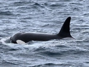 Rare orca pod spotted off coast of Sydney | Rare orca pod spotted off coast of Sydney Rare orca pod spotted off coast of Sydney | Rare orca pod spotted off coast of Sydney