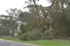 1 dead, thousands without power as severe winds hit Australia | 1 dead, thousands without power as severe winds hit Australia