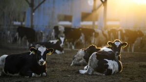 EU to support Danish climate-friendly dairy production with aid | EU to support Danish climate-friendly dairy production with aid EU to support Danish climate-friendly dairy production with aid | EU to support Danish climate-friendly dairy production with aid