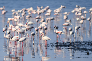 Conservation efforts for flamingos in Turkish lake show progress | Conservation efforts for flamingos in Turkish lake show progress Conservation efforts for flamingos in Turkish lake show progress | Conservation efforts for flamingos in Turkish lake show progress