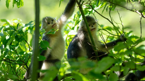 Lao govt steps up to protect biodiversity | Lao govt steps up to protect biodiversity Lao govt steps up to protect biodiversity | Lao govt steps up to protect biodiversity