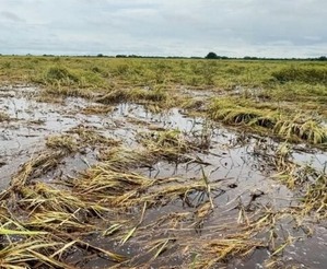 Myanmar's agriculture dept urges cash crop planting in flood-damaged fields | Myanmar's agriculture dept urges cash crop planting in flood-damaged fields Myanmar's agriculture dept urges cash crop planting in flood-damaged fields | Myanmar's agriculture dept urges cash crop planting in flood-damaged fields