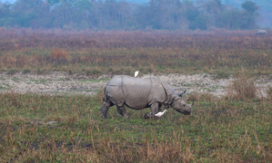PM Modi reiterates govt's efforts to protect rhinos, urges people to visit Kaziranga | PM Modi reiterates govt's efforts to protect rhinos, urges people to visit Kaziranga PM Modi reiterates govt's efforts to protect rhinos, urges people to visit Kaziranga | PM Modi reiterates govt's efforts to protect rhinos, urges people to visit Kaziranga