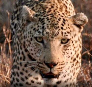 Rajasthan: Leopard found dead after attack on man in Udaipur | Rajasthan: Leopard found dead after attack on man in Udaipur