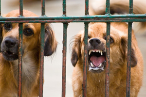 South Africa warns travellers of rabies risks | South Africa warns travellers of rabies risks South Africa warns travellers of rabies risks | South Africa warns travellers of rabies risks