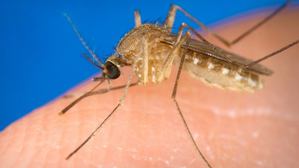 West Nile fever detected in dead bird for first time in Latvia | West Nile fever detected in dead bird for first time in Latvia West Nile fever detected in dead bird for first time in Latvia | West Nile fever detected in dead bird for first time in Latvia