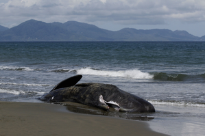 Five sperm whales dead after stranding on Australian island | Five sperm whales dead after stranding on Australian island Five sperm whales dead after stranding on Australian island | Five sperm whales dead after stranding on Australian island