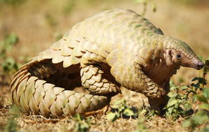Kenya launches action plan to enhance pangolin populations | Kenya launches action plan to enhance pangolin populations Kenya launches action plan to enhance pangolin populations | Kenya launches action plan to enhance pangolin populations