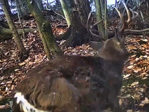Man bleeds to death in Japan in suspected wild deer attack | Man bleeds to death in Japan in suspected wild deer attack Man bleeds to death in Japan in suspected wild deer attack | Man bleeds to death in Japan in suspected wild deer attack