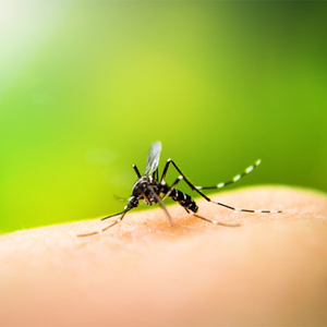 Climate change responsible for 19 pc of rising dengue cases: Study | Climate change responsible for 19 pc of rising dengue cases: Study Climate change responsible for 19 pc of rising dengue cases: Study | Climate change responsible for 19 pc of rising dengue cases: Study