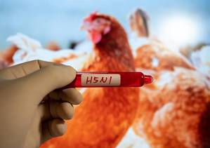 Wild Australian species to be vaccinated to reduce impact of deadly H5N1 bird flu strain | Wild Australian species to be vaccinated to reduce impact of deadly H5N1 bird flu strain Wild Australian species to be vaccinated to reduce impact of deadly H5N1 bird flu strain | Wild Australian species to be vaccinated to reduce impact of deadly H5N1 bird flu strain