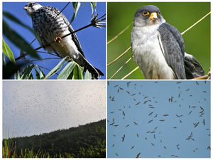 Amur falcons to be tagged with satellite transmitters during Manipur halt to study migratory routes | Amur falcons to be tagged with satellite transmitters during Manipur halt to study migratory routes Amur falcons to be tagged with satellite transmitters during Manipur halt to study migratory routes | Amur falcons to be tagged with satellite transmitters during Manipur halt to study migratory routes