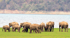 MP: Four wild elephants die, five other critical; probe underway | MP: Four wild elephants die, five other critical; probe underway MP: Four wild elephants die, five other critical; probe underway | MP: Four wild elephants die, five other critical; probe underway