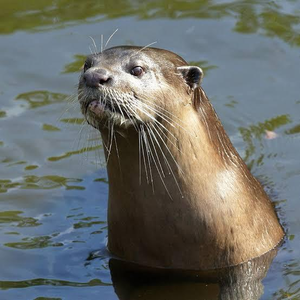 Rare species of smooth-coated otter identified at Vaigai river’s origin in TN | Rare species of smooth-coated otter identified at Vaigai river’s origin in TN Rare species of smooth-coated otter identified at Vaigai river’s origin in TN | Rare species of smooth-coated otter identified at Vaigai river’s origin in TN