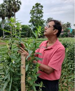 Indian researchers find new microbe reverting sesame flowers to vegetative state | Indian researchers find new microbe reverting sesame flowers to vegetative state Indian researchers find new microbe reverting sesame flowers to vegetative state | Indian researchers find new microbe reverting sesame flowers to vegetative state