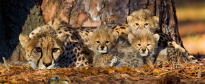 MP: African cheetah Neerva gives birth to cubs, 5th successful delivery at Kuno | MP: African cheetah Neerva gives birth to cubs, 5th successful delivery at Kuno MP: African cheetah Neerva gives birth to cubs, 5th successful delivery at Kuno | MP: African cheetah Neerva gives birth to cubs, 5th successful delivery at Kuno