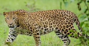 Panic grips Jaipur as leopard enters residential area, captured after four hours | Panic grips Jaipur as leopard enters residential area, captured after four hours Panic grips Jaipur as leopard enters residential area, captured after four hours | Panic grips Jaipur as leopard enters residential area, captured after four hours