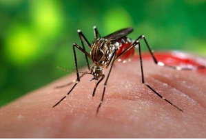 44 pc of wards in Kolkata are dengue-prone: Survey | 44 pc of wards in Kolkata are dengue-prone: Survey