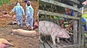 Mizoram: African Swine Fever causes killing & culling of over 39,200 pigs | Mizoram: African Swine Fever causes killing & culling of over 39,200 pigs Mizoram: African Swine Fever causes killing & culling of over 39,200 pigs | Mizoram: African Swine Fever causes killing & culling of over 39,200 pigs