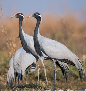 Bird flu virus detected in dead crane in Rajasthan | Bird flu virus detected in dead crane in Rajasthan Bird flu virus detected in dead crane in Rajasthan | Bird flu virus detected in dead crane in Rajasthan