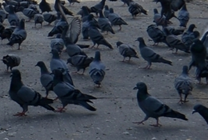 Man kills 28 pet pigeons of his neighbour in MP, booked | Man kills 28 pet pigeons of his neighbour in MP, booked Man kills 28 pet pigeons of his neighbour in MP, booked | Man kills 28 pet pigeons of his neighbour in MP, booked