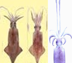 CMFRI reveals genetic similarities in Indian squid and humans | CMFRI reveals genetic similarities in Indian squid and humans CMFRI reveals genetic similarities in Indian squid and humans | CMFRI reveals genetic similarities in Indian squid and humans