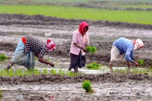 TN agriculture dept to boost farmer awareness for ‘Agristack’ portal enrolment | TN agriculture dept to boost farmer awareness for ‘Agristack’ portal enrolment TN agriculture dept to boost farmer awareness for ‘Agristack’ portal enrolment | TN agriculture dept to boost farmer awareness for ‘Agristack’ portal enrolment