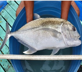 CMFRI seafood fair brings in huge crowds | CMFRI seafood fair brings in huge crowds CMFRI seafood fair brings in huge crowds | CMFRI seafood fair brings in huge crowds
