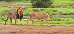 Namibia tracks two lions outside protected areas | Namibia tracks two lions outside protected areas Namibia tracks two lions outside protected areas | Namibia tracks two lions outside protected areas