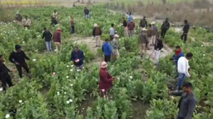Assam Police destroy poppy valued at Rs 27.20 crore | Assam Police destroy poppy valued at Rs 27.20 crore Assam Police destroy poppy valued at Rs 27.20 crore | Assam Police destroy poppy valued at Rs 27.20 crore