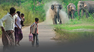 Sri Lanka plans elephant corridors to curb human-elephant conflict | Sri Lanka plans elephant corridors to curb human-elephant conflict Sri Lanka plans elephant corridors to curb human-elephant conflict | Sri Lanka plans elephant corridors to curb human-elephant conflict