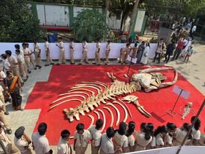 Massive whale skeleton main crowd-puller at CMFRI Fest | Massive whale skeleton main crowd-puller at CMFRI Fest Massive whale skeleton main crowd-puller at CMFRI Fest | Massive whale skeleton main crowd-puller at CMFRI Fest