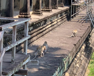 Monkeys cause problems at UNESCO-listed Angkor Park in Cambodia | Monkeys cause problems at UNESCO-listed Angkor Park in Cambodia Monkeys cause problems at UNESCO-listed Angkor Park in Cambodia | Monkeys cause problems at UNESCO-listed Angkor Park in Cambodia