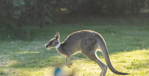 Australian researchers produce first kangaroo embryos through IVF | Australian researchers produce first kangaroo embryos through IVF Australian researchers produce first kangaroo embryos through IVF | Australian researchers produce first kangaroo embryos through IVF