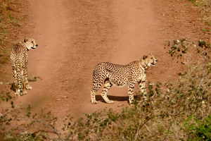 Two cheetahs Pavak and Prabhas to be released in MP's Gandhisagar sanctuary tomorrow | Two cheetahs Pavak and Prabhas to be released in MP's Gandhisagar sanctuary tomorrow Two cheetahs Pavak and Prabhas to be released in MP's Gandhisagar sanctuary tomorrow | Two cheetahs Pavak and Prabhas to be released in MP's Gandhisagar sanctuary tomorrow