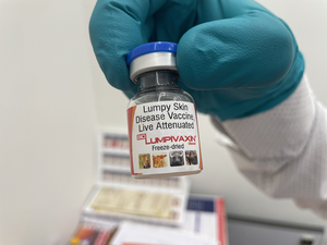 Lumpy skin disease: CDSCO grants license to India’s 1st vaccine for cattle, buffalo | Lumpy skin disease: CDSCO grants license to India’s 1st vaccine for cattle, buffalo