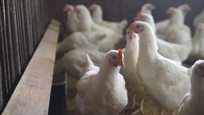 Telangana turns back poultry vehicles coming from Andhra due to bird flu | Telangana turns back poultry vehicles coming from Andhra due to bird flu Telangana turns back poultry vehicles coming from Andhra due to bird flu | Telangana turns back poultry vehicles coming from Andhra due to bird flu