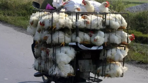 Andhra Pradesh bans transport of chickens from bird flu-hit districts | Andhra Pradesh bans transport of chickens from bird flu-hit districts Andhra Pradesh bans transport of chickens from bird flu-hit districts | Andhra Pradesh bans transport of chickens from bird flu-hit districts