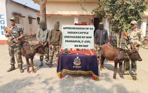 Cattle smugglers dressed in BSF uniforms nabbed along Indo-B’desh border | Cattle smugglers dressed in BSF uniforms nabbed along Indo-B’desh border Cattle smugglers dressed in BSF uniforms nabbed along Indo-B’desh border | Cattle smugglers dressed in BSF uniforms nabbed along Indo-B’desh border