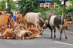 Vadodara Municipal Corporation deploys 18 teams to address stray cattle menace | Vadodara Municipal Corporation deploys 18 teams to address stray cattle menace Vadodara Municipal Corporation deploys 18 teams to address stray cattle menace | Vadodara Municipal Corporation deploys 18 teams to address stray cattle menace