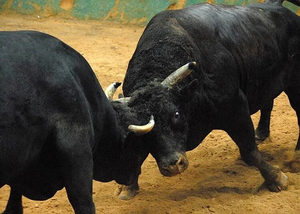 Meghalaya: Ban imposed on animal fights during local fete | Meghalaya: Ban imposed on animal fights during local fete Meghalaya: Ban imposed on animal fights during local fete | Meghalaya: Ban imposed on animal fights during local fete