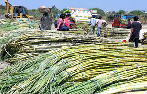 India's sugar production to rise 18 pc YoY, exports likely to touch 2 million in next season | India's sugar production to rise 18 pc YoY, exports likely to touch 2 million in next season India's sugar production to rise 18 pc YoY, exports likely to touch 2 million in next season | India's sugar production to rise 18 pc YoY, exports likely to touch 2 million in next season