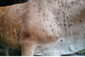 Namibia implements strict measures to combat lumpy skin disease outbreak | Namibia implements strict measures to combat lumpy skin disease outbreak Namibia implements strict measures to combat lumpy skin disease outbreak | Namibia implements strict measures to combat lumpy skin disease outbreak